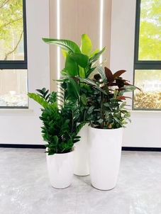 宁波江北植物租赁，优质服务让你眼前一亮！