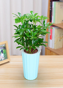 探秘奉化绿化修剪设计,领略别样的自然之美!><div class=