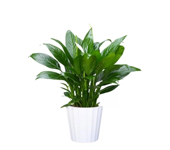 宁波北仑绿植出租，实惠之选，让空间焕发生机！