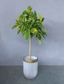 探秘宁波鄞州植物租摆设计，解锁别样绿色空间密码！